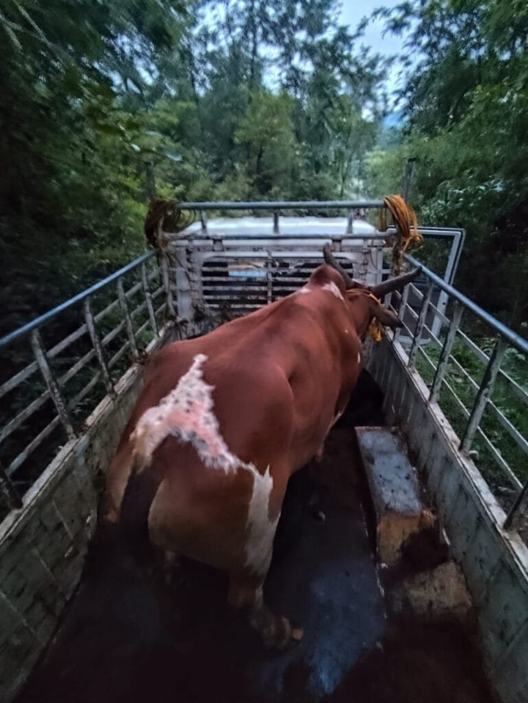 IMG-20241004-WA0007-769x1024 ಮಲವಂತಿಗೆ                  ಅಕ್ರಮ ಗೋಸಾಗಾಟದಲ್ಲಿ ಎಂಥಾ 'ಕೋಮುಸೌಹಾರ್ದತೆ'.!