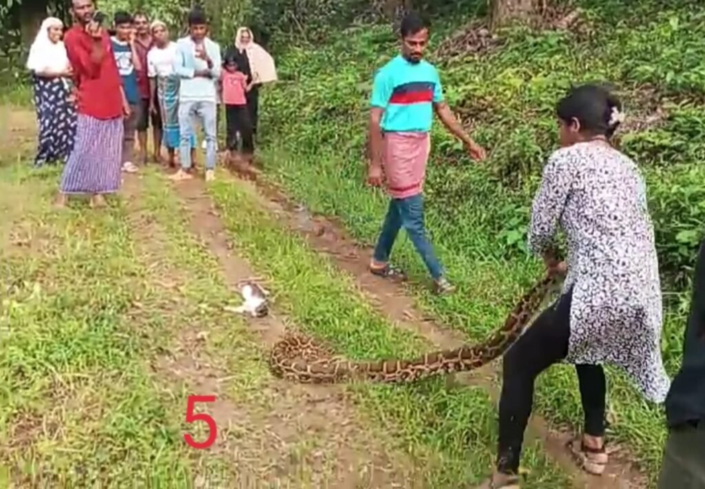 IMG-20241106-WA0011-1024x710 ಉರುವಾಲಿನ ಶೋಭಕ್ಕನ ಕೈಚಳಕದಲ್ಲಿ ರೋಮಾಂಚಕ 'ಆಪರೇಷನ್ ಪೆರ್ಮರಿ..!!'