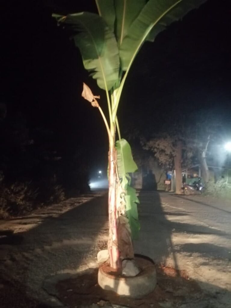 IMG-20251110-WA0007-768x1024 ಉಪ್ಪಿನಂಗಡಿ - ಕಲ್ಲೇರಿ ಮಧ್ಯೆ ಬಾಳೆ ನೆಟ್ಟು ಹೀಗೊಂದು ಪ್ರತಿಭಟನೆ