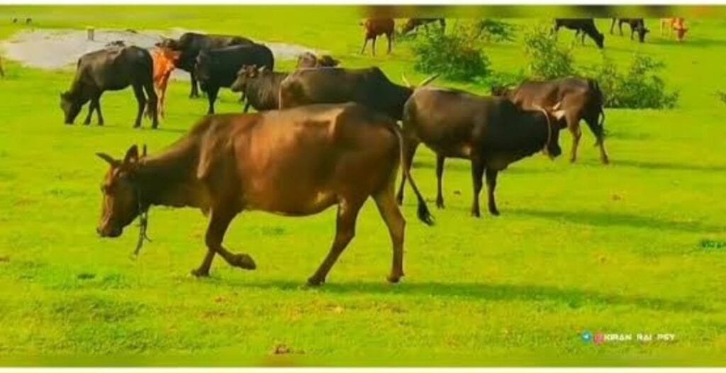 Screenshot_20251113_180247_Google-1024x526 ಪಿಲಿಗೂಡು ಅಕ್ರಮ ದನ ಸಾಗಾಟ ಪ್ರಕರಣ : ಪೊಲೀಸರು ರಕ್ಷಿಸಿದ್ದ ದನ ಗೋಶಾಲೆಯಿಂದ ನಾಪತ್ತೆ!