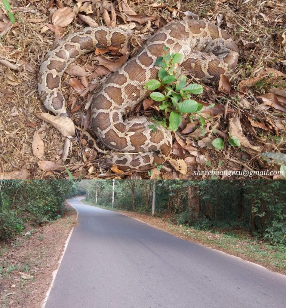 IMG-20260131-WA0001-951x1024 ಬೈಪಾಡಿ:ರಸ್ತೆ-ಅರಣ್ಯ ಬದಿಯಲ್ಲಿ ಸತ್ತ ಹೆಬ್ಬಾವು ಪತ್ತೆ!