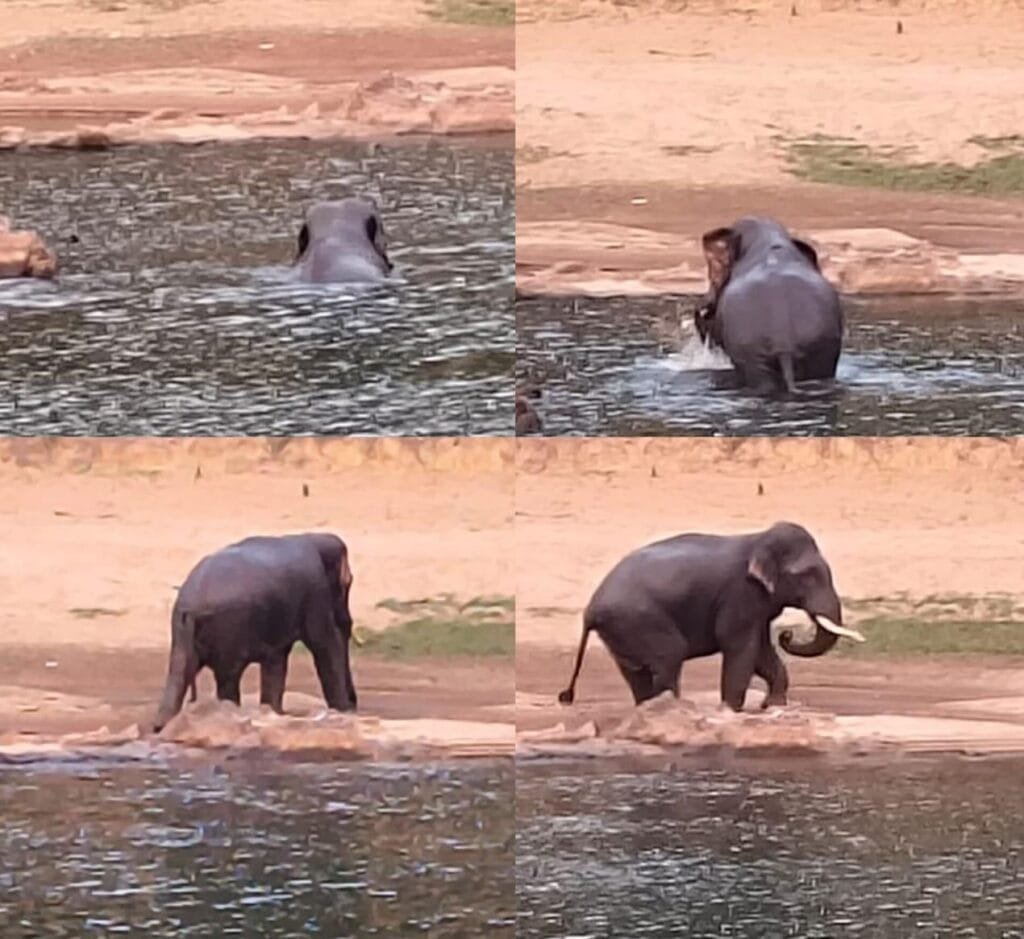 IMG-20260422-WA0013-1024x939 ಬಂದಾರು;ನದಿಯಲ್ಲಿ ಸಂಜೆ ವೇಳೆ ಗಜ ಜಳಕ..ಪುಳಕ...